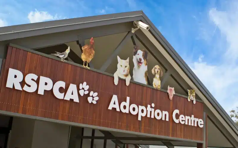 RSPCA Qld