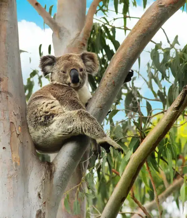 QLD Trust For Nature